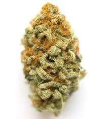 Greek Kalamata Red Weed Strain