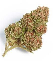 Northern Lights Weed Strain AU