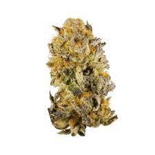 Platinum Girl Scout Cookies Marijuana Strain Brisbane