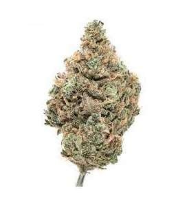 Snoop's Dream Marijuana Strain Townsville